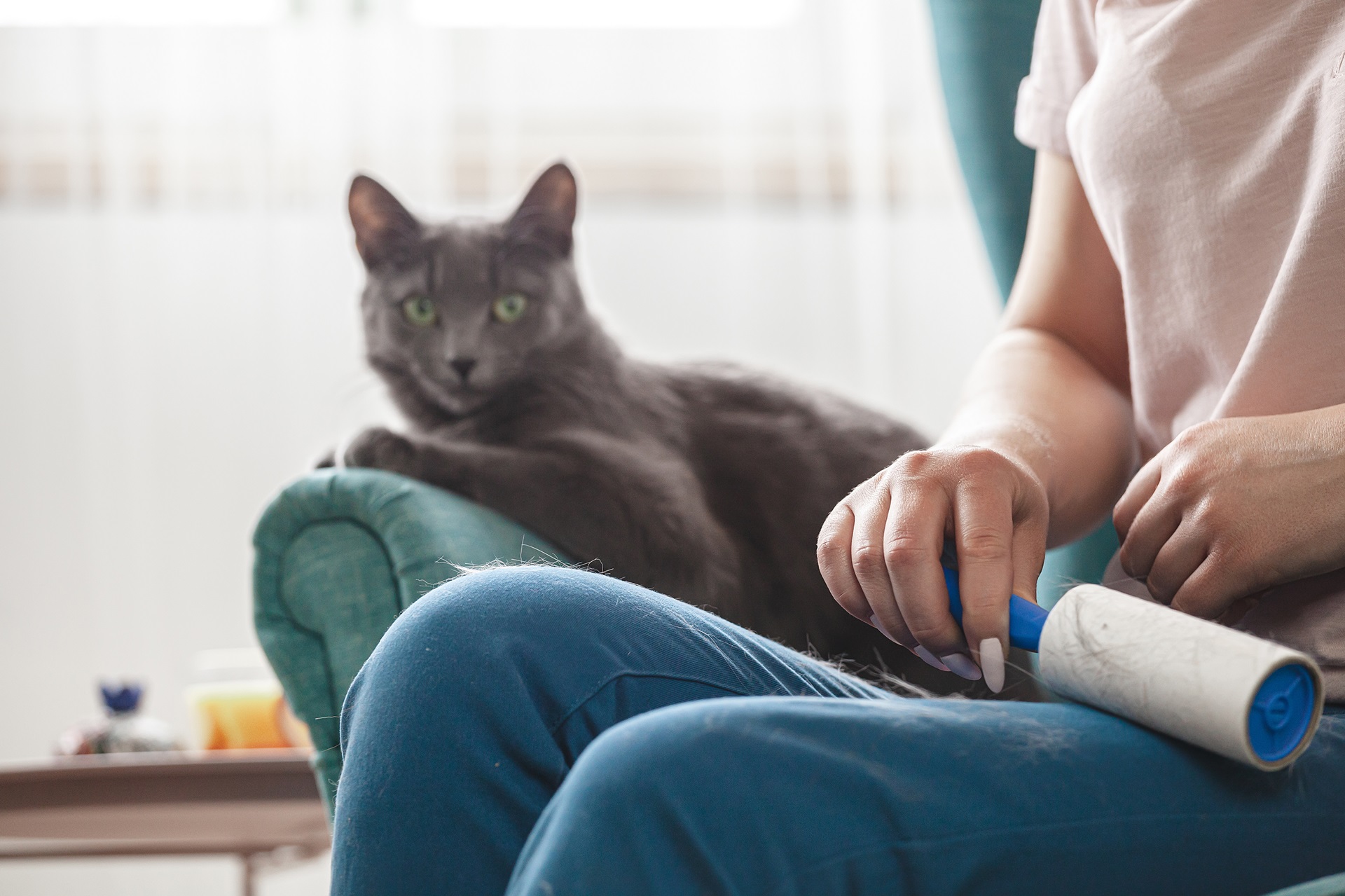 A person uses a lint roller on their pants while a gray cat sits on an armchair in the background.